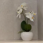 Salvia * Kaštela
